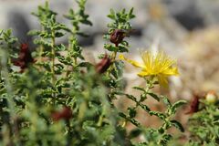 Hypericum balearicum