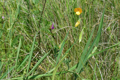 Lathyrus annuus