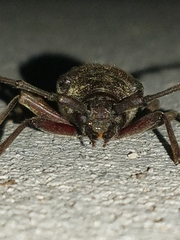 Enaphalodes hispicornis