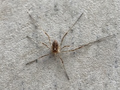 Paroligolophus agrestis