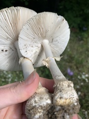 Amanita multisquamosa