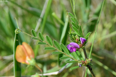 Vicia sativa
