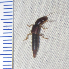 Pinophilus