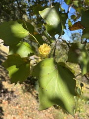 Liriodendron tulipifera