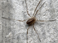 Paroligolophus agrestis