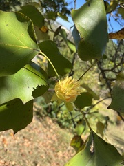 Liriodendron tulipifera