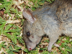 Rodentia
