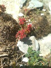 Sedum atratum