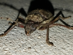 Enaphalodes hispicornis