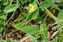 Scorpiurus muricatus