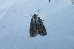 Acronicta lithospila