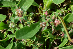 Scorpiurus muricatus