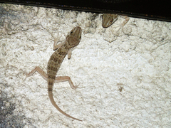 Tenuidactylus caspius