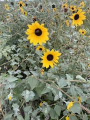 Helianthus argophyllus