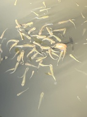 Vertebrata