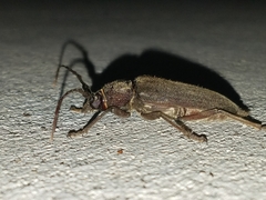 Enaphalodes hispicornis