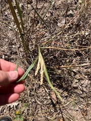 Paspalum floridanum
