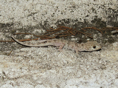 Tenuidactylus caspius