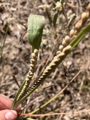 Paspalum floridanum