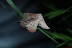 Cicinnus melsheimeri