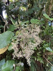 Brachyglottis repanda