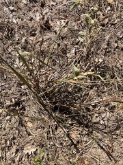 Paspalum floridanum