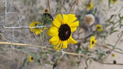 Helianthus petiolaris