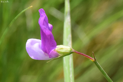 Lathyrus clymenum