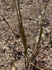 Paspalum floridanum