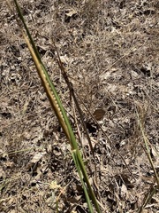 Paspalum floridanum