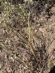 Paspalum floridanum
