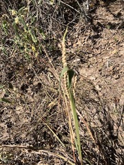 Paspalum floridanum