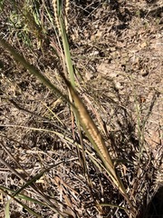 Paspalum floridanum
