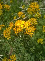 Jacobaea adonidifolia