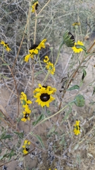 Helianthus petiolaris
