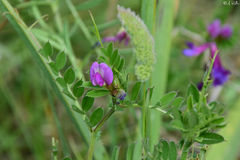 Vicia sativa