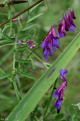 Vicia cracca