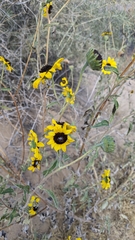 Helianthus petiolaris