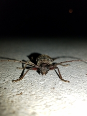 Enaphalodes hispicornis