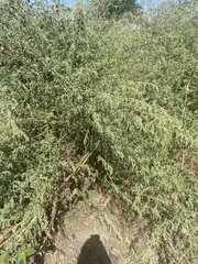 Atriplex lentiformis
