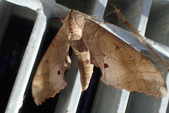 Marumba sperchius