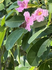Asbolis capucinus