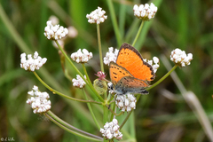 Lycaena ottomanus