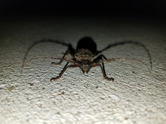 Enaphalodes hispicornis