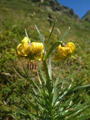 Lilium pyrenaicum