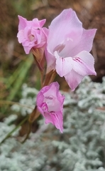 Gladiolus hirsutus