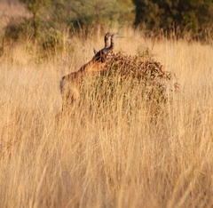 Alcelaphus buselaphus caama