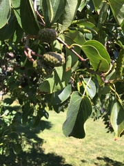 Alnus rhombifolia