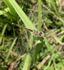 Selysiothemis nigra
