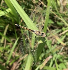 Selysiothemis nigra